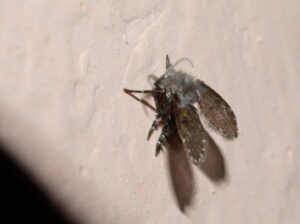 Rioolvliegjes verhelpen RBZ Rioolreiniging